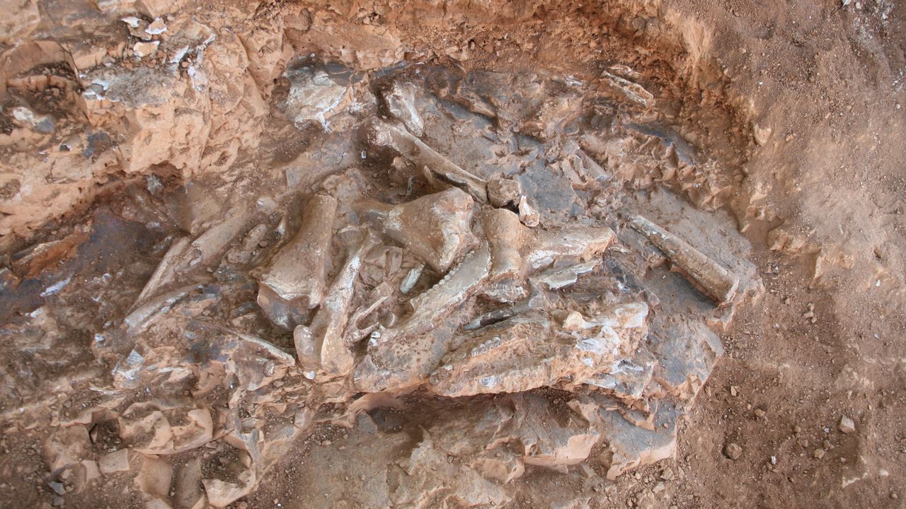 9 milyon yıl öncesine ait oklu kirpi ve kuş fosili bulundu