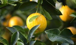 “Üreticide 2 lira 50 kuruş olan limon, 18 lira 36 kuruşa markette satıldı”