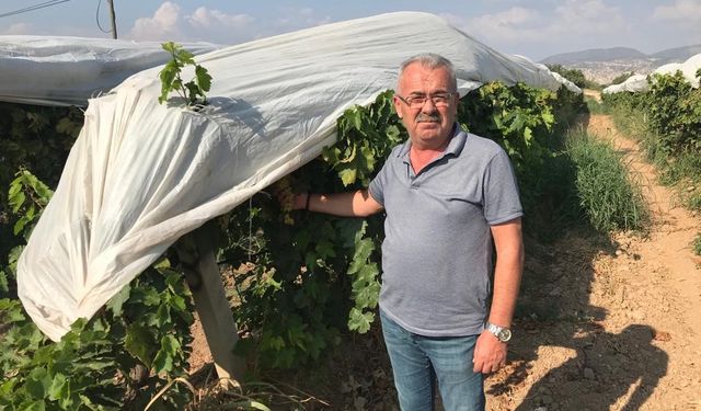 Üzümler branda örtülerle koruma altına alındı