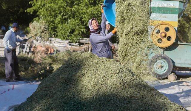 Kekik üreticileri sezondan umduğunu bulamadı