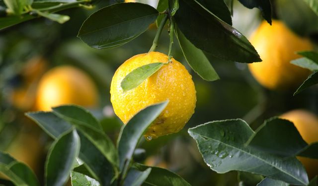 “Üreticide 2 lira 50 kuruş olan limon, 18 lira 36 kuruşa markette satıldı”