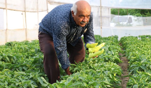 Tescilli Kale Biberinin hasadı başladı