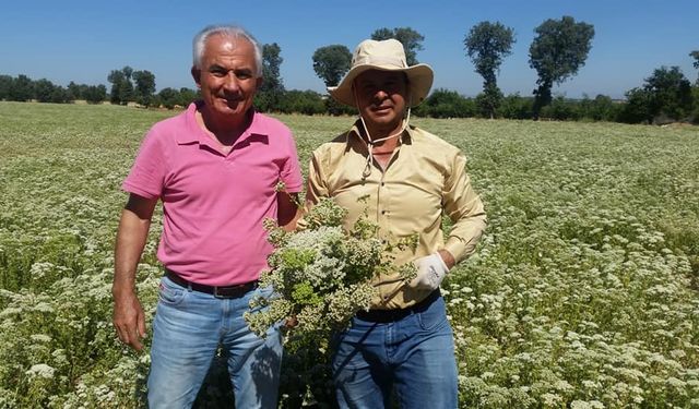 Kekik ve pamukta yaşanan rekolte ve fiyat kaybı üreticisi zor durumda bıraktı