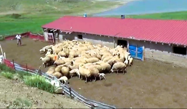 Honaz Belediyesi kadın çiftçilere gebe koyun dağıtacak