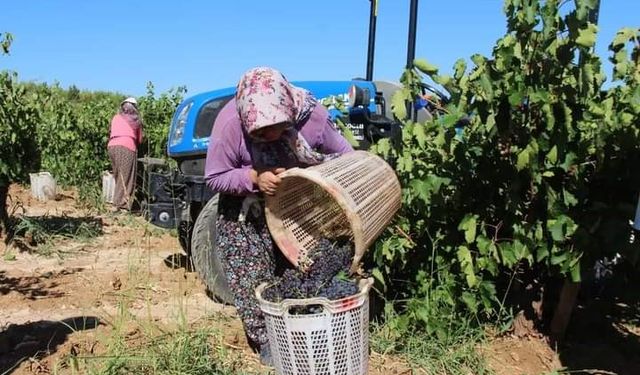 Küresel ısınma Denizli’de üzüm hasadını erken başlattı