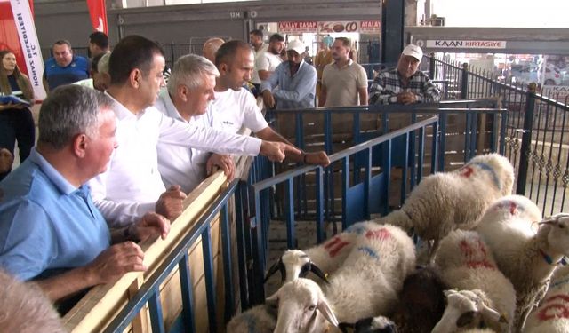 Honaz Belediyesi’nden kadın üreticilere koyun desteği