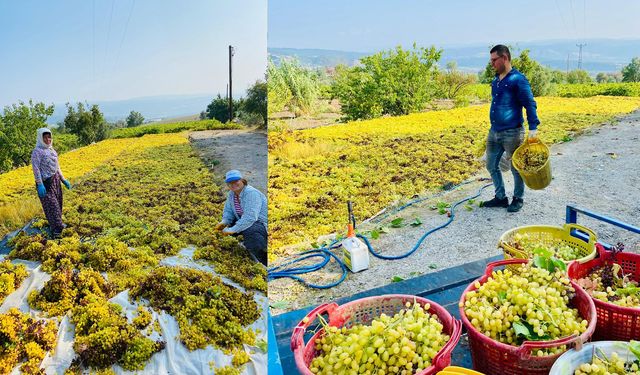 Yüksek sıcaklık üzümde kaliteyi arttırdı, verimi düşürdü