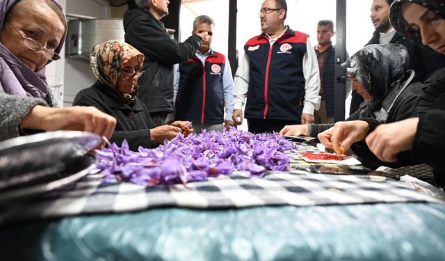 Türkiye’de ilk kez uygulanan topraksız dikey tarım safran tesisinde hasat başladı