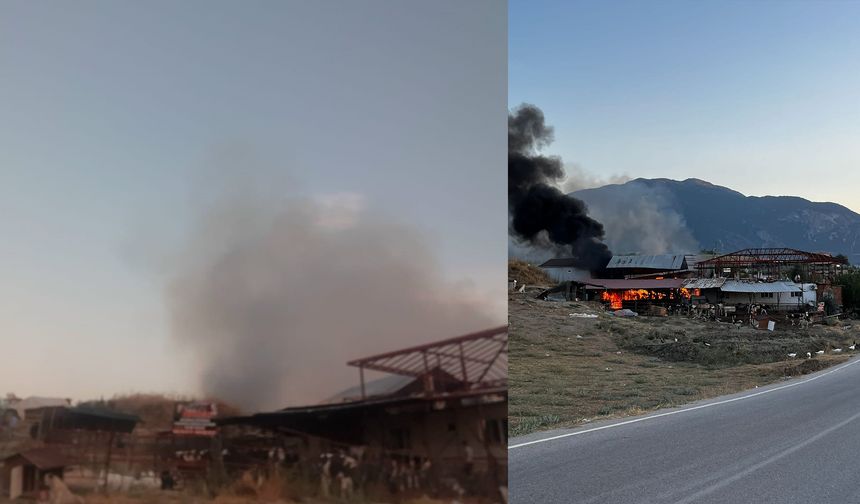 Hayvanlar yangından son anda kurtarıldı!