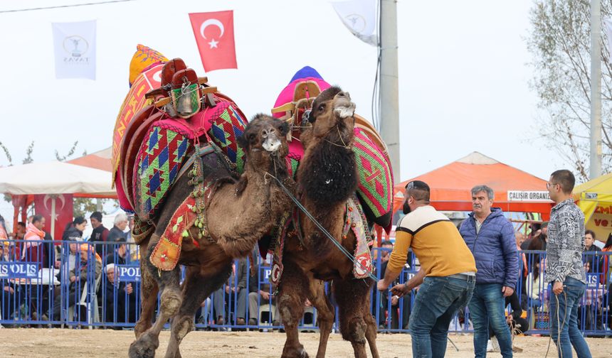 Şampiyon develer kozlarını Tavas arenasında paylaştı