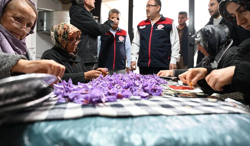 Türkiye’de ilk kez uygulanan topraksız dikey tarım safran tesisinde hasat başladı