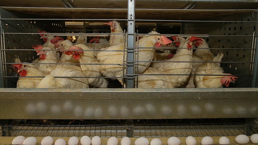 Tavuk eti üretimi ağustosta yıllık bazda yüzde 12,1 arttı