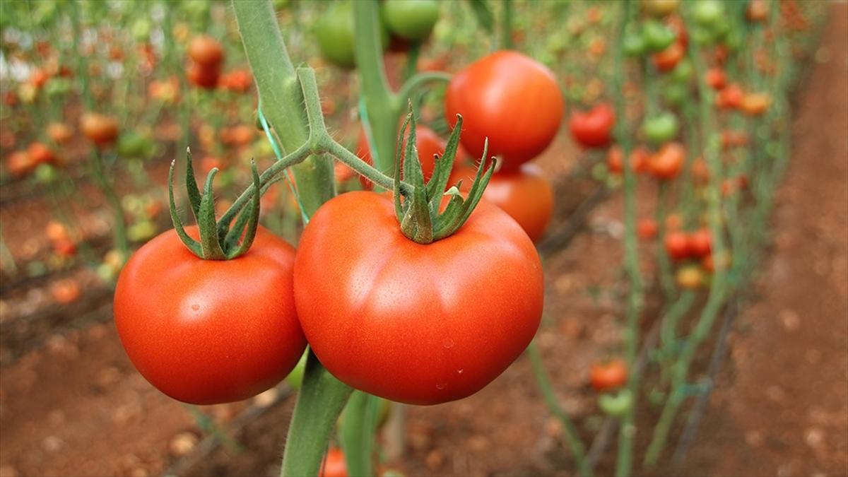 Türkiye'den 54 ülkeye 377 milyon dolarlık domates ihraç edildi
